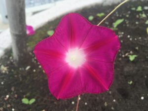 IMG_3974